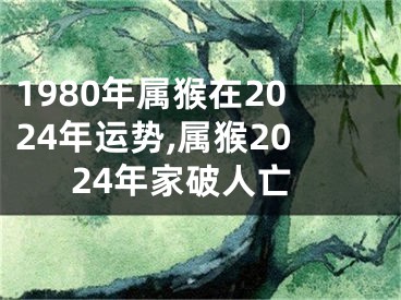 1980年属猴在2024年运势,属猴2024年家破人亡