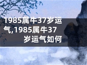 1985属牛37岁运气,1985属牛37岁运气如何