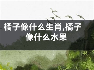 橘子像什么生肖,橘子像什么水果