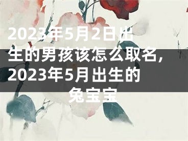 2023年5月2日出生的男孩该怎么取名,2023年5月出生的兔宝宝