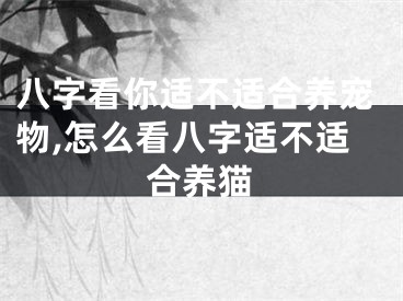 八字看你适不适合养宠物,怎么看八字适不适合养猫