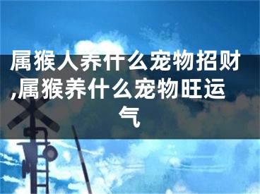 属猴人养什么宠物招财,属猴养什么宠物旺运气