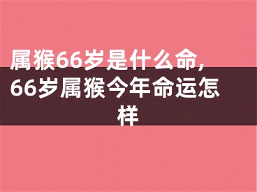 属猴66岁是什么命,66岁属猴今年命运怎样