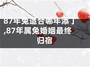 87年兔适合哪年添丁,87年属兔婚姻最终归宿