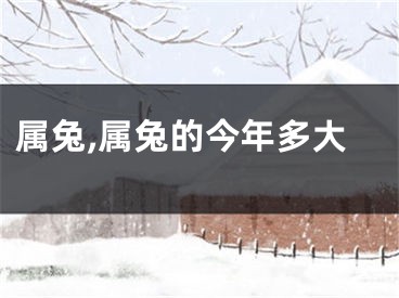 属兔,属兔的今年多大