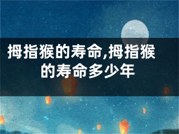 拇指猴的寿命,拇指猴的寿命多少年