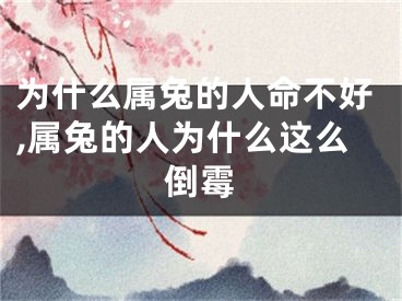 为什么属兔的人命不好,属兔的人为什么这么倒霉