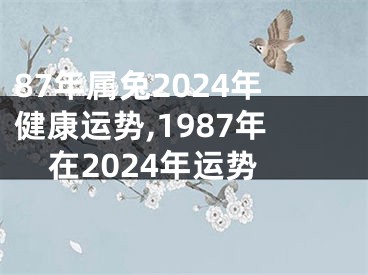 87年属兔2024年健康运势,1987年在2024年运势