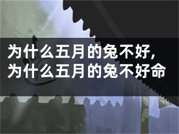 为什么五月的兔不好,为什么五月的兔不好命