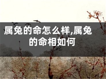 属兔的命怎么样,属兔的命相如何