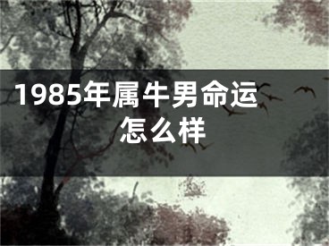 1985年属牛男命运怎么样