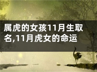 属虎的女孩11月生取名,11月虎女的命运