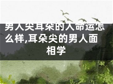 男人尖耳朵的人命运怎么样,耳朵尖的男人面相学
