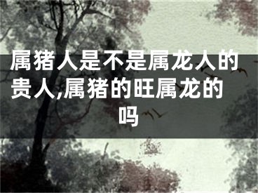 属猪人是不是属龙人的贵人,属猪的旺属龙的吗