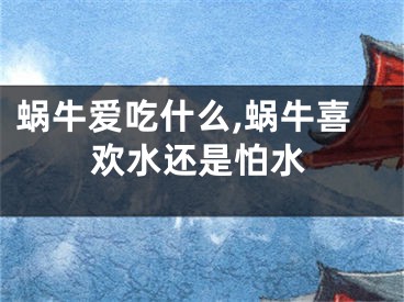 蜗牛爱吃什么,蜗牛喜欢水还是怕水