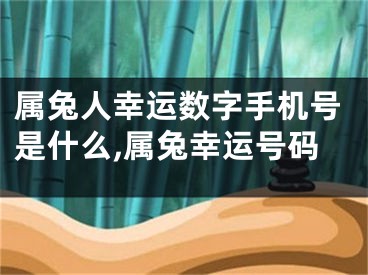 属兔人幸运数字手机号是什么,属兔幸运号码