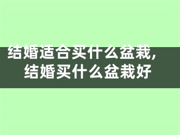 结婚适合买什么盆栽,结婚买什么盆栽好