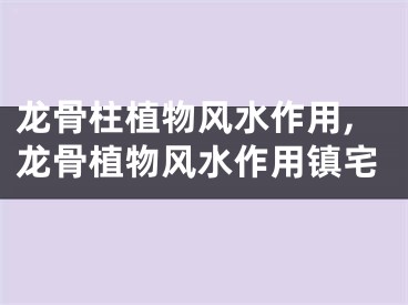 龙骨柱植物风水作用,龙骨植物风水作用镇宅