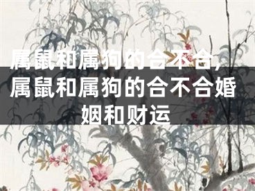 属鼠和属狗的合不合,属鼠和属狗的合不合婚姻和财运