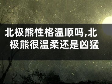 北极熊性格温顺吗,北极熊很温柔还是凶猛