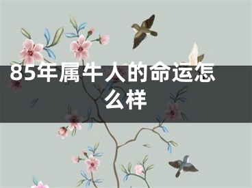 85年属牛人的命运怎么样