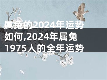 属兔的2024年运势如何,2024年属兔1975人的全年运势