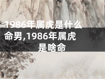 1986年属虎是什么命男,1986年属虎是啥命