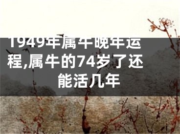 1949年属牛晚年运程,属牛的74岁了还能活几年