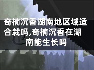 奇楠沉香湖南地区域适合栽吗,奇楠沉香在湖南能生长吗