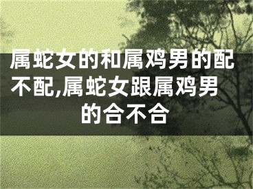 属蛇女的和属鸡男的配不配,属蛇女跟属鸡男的合不合