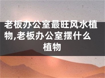 老板办公室最旺风水植物,老板办公室摆什么植物