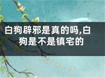 白狗辟邪是真的吗,白狗是不是镇宅的
