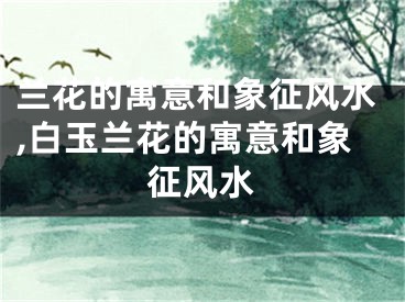 兰花的寓意和象征风水,白玉兰花的寓意和象征风水