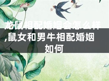龙鼠相配婚姻会怎么样,鼠女和男牛相配婚姻如何