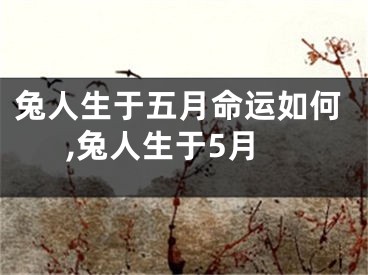 兔人生于五月命运如何,兔人生于5月