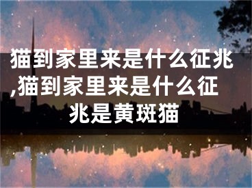 猫到家里来是什么征兆,猫到家里来是什么征兆是黄斑猫