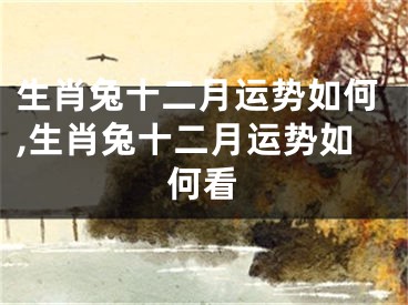 生肖兔十二月运势如何,生肖兔十二月运势如何看