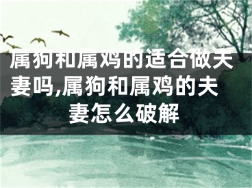 属狗和属鸡的适合做夫妻吗,属狗和属鸡的夫妻怎么破解