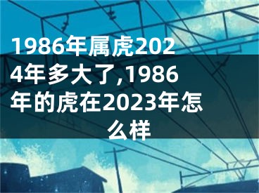 1986年属虎2024年多大了,1986年的虎在2023年怎么样
