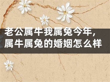 老公属牛我属兔今年,属牛属兔的婚姻怎么样