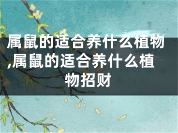 属鼠的适合养什么植物,属鼠的适合养什么植物招财