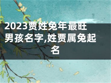 2023贾姓兔年最旺男孩名字,姓贾属兔起名
