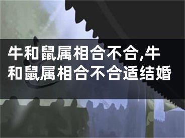 牛和鼠属相合不合,牛和鼠属相合不合适结婚