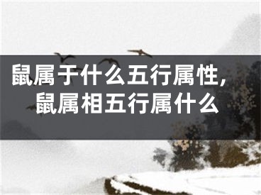 鼠属于什么五行属性,鼠属相五行属什么