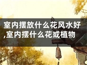 室内摆放什么花风水好,室内摆什么花或植物