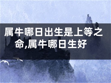 属牛哪日出生是上等之命,属牛哪日生好