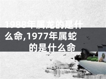 1988年属龙的是什么命,1977年属蛇的是什么命