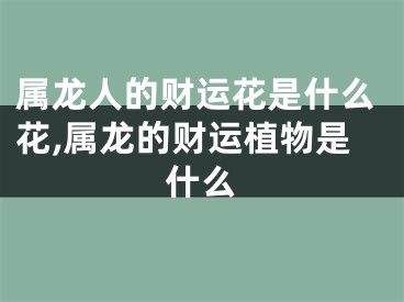 属龙人的财运花是什么花,属龙的财运植物是什么