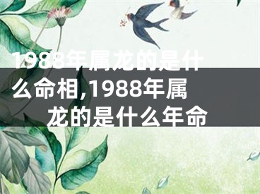 1988年属龙的是什么命相,1988年属龙的是什么年命
