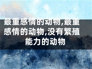 最重感情的动物,最重感情的动物,没有繁殖能力的动物